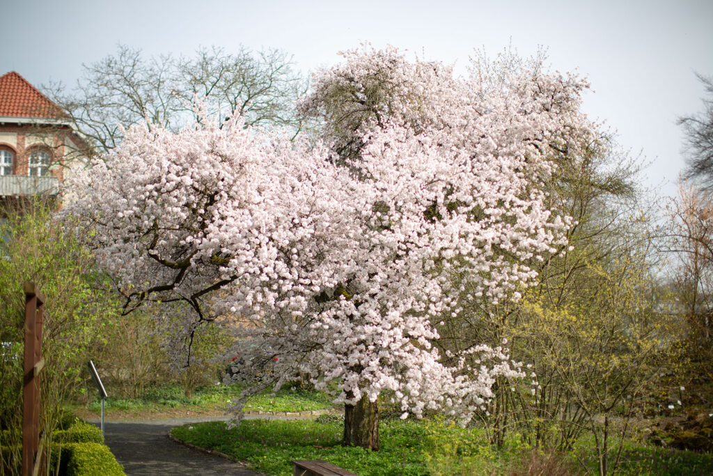 Göttingen - Alter Botanischer Garten